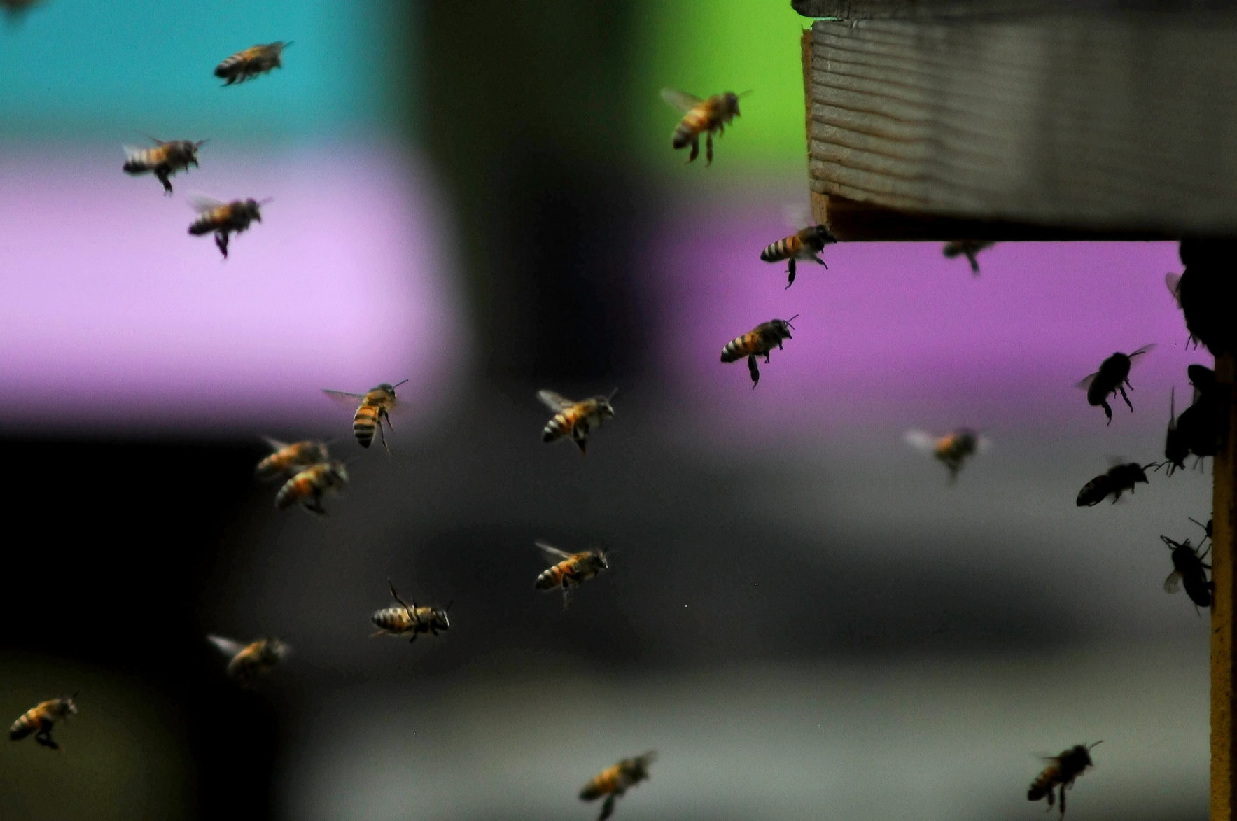 Natural Beekeeping